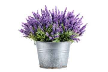 A beautiful bouquet of purple lavender flowers in a rustic galvanized metal bucket.