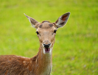 Close-up portrait of cute European fallow deer on green blurred background