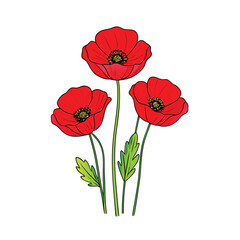 Naklejka premium Vibrant red poppies with long green stems on a clean white background