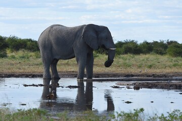 Obraz premium Afrikanischer Elefant (loxodonta africana) am Wasserloch Tsumcor im Etoscha Nationalpark in Namibia. 