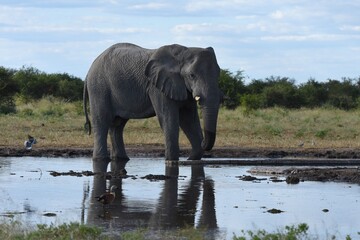 Obraz premium Afrikanischer Elefant (loxodonta africana) am Wasserloch Tsumcor im Etoscha Nationalpark in Namibia. 