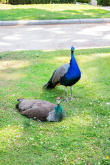 Obraz premium Peacocks are the kings of the park. A pair of birds resting on the grass