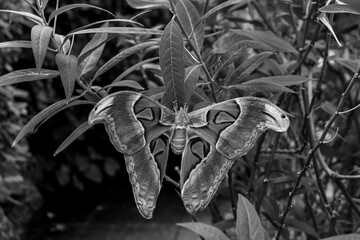 Attacus atlas (Atlas moth) saturniid moth butterfly open wings closeup in black and white