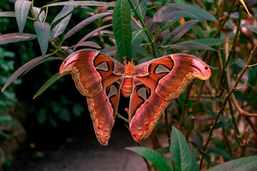 Attacus atlas (Atlas moth) saturniid moth butterfly open wings closeup