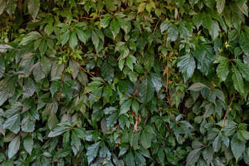 Summer season green color leaved texture pattern background surface