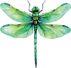 Green Dragonfly Watercolor Vector Insect Illustration