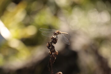 dragonfly on a leaf