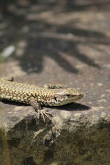 lizard on the stone