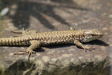 lizard on the stone