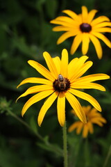 yellow flower in the garden