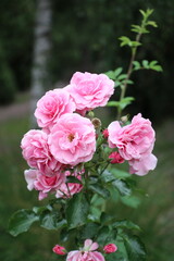 pink roses in garden