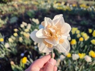 Person holding blossoming daffodil flower in hand. Blooming daffodil flower with white and orange petals in hand on blurred background of flowers on sunny spring morning. Nature. Natural background