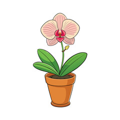 Elegant blooming orchid in a pot on a clean white background