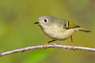 Ruby-crowned Kinglet
