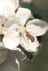 Close-up of honeybee pollinating apple blossom