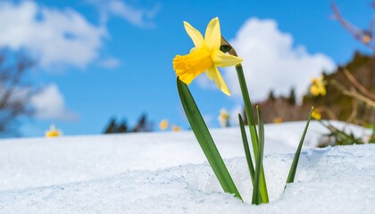 Yellow daffodil emerging from snow © Nulup