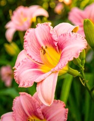 Fototapeta premium Close-up of a delicate pink lily with ruffled petals, yellow center, vibrant green background