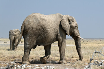 Fototapeta premium African Bush Elephants Walking Across a Dry Grassland in Etosha National Park, Namibia