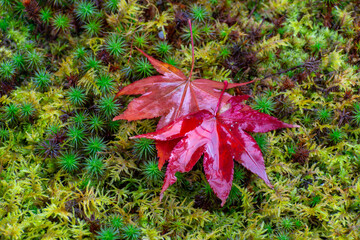 Red leaves of Japanese maple trees fallen to the ground after rain