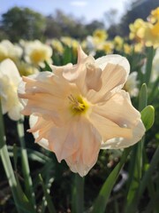 Fototapeta premium Beautiful blooming narcissus flower on sunny spring day. Varietal flower of narcissus variety Apricot Whirl. Pink petals on white petals in inflorescence with stamens on green stem leaves in ground