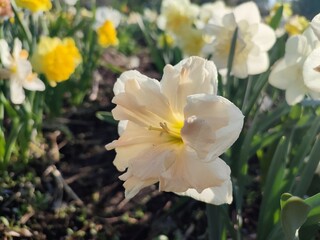 Beautiful blooming narcissus flower on sunny spring day. Varietal flower of narcissus variety Apricot Whirl. Pink petals on white petals in inflorescence with stamens on green stem leaves in ground