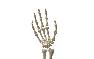 Fototapeta premium Human skeleton hand isolated isolated on transparent background