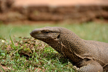 Fototapeta premium Close-Up of Land Monitor Lizard in Natural Habitat Among Grass and Soil