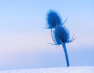 Frozen blue thistle in winter snow