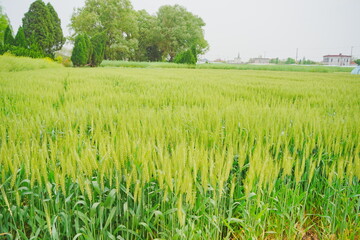 Obraz premium Nantong, Jiangsu, China: 04 21 2025: Beautiful Jiangsu traditional Chinese village landscape in spring