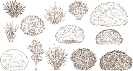 Set of bush and bare bush, decorative garden plants, contour. Vector illustration
