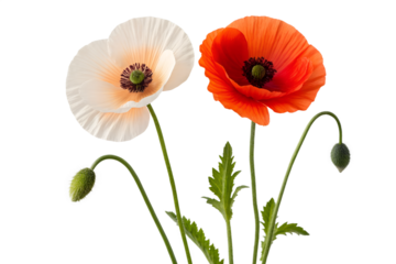 Vibrant red and soft white poppy flowers with delicate petals and lush green leaves, gracefully isolated on a pristine white background, highlight natural beauty and striking color contrast