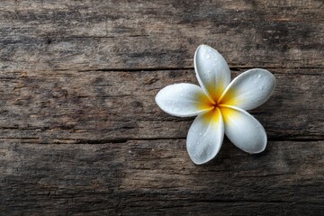 Naklejka premium A single white plumeria flower rests on weathered wood