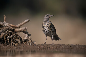 Mistle thrush (Turdus viscivorus) on earthy ground near a pond, with dry roots beside.