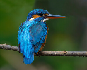 Colorful common kingfisher perched on branch, close-up wildlife photography