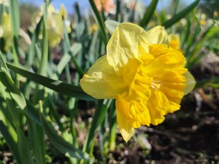 Beautiful blooming flower of narcissus variety Coral Crown. Blooming daffodil flower with yellow petals in inflorescence with stamens on green stem with leaves growing in ground on sunny spring day