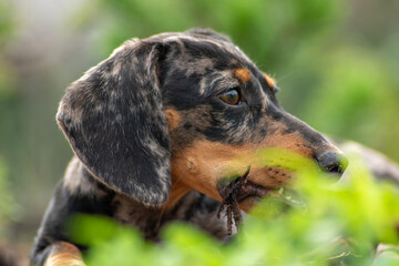 Obraz premium Cute dachshund puppy resting on the lawn