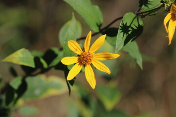 Close-Up of a Yellow Woodland Sunflower