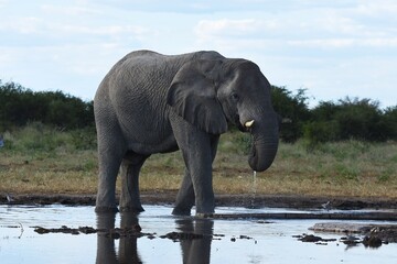 Obraz premium Afrikanischer Elefant (loxodonta africana) am Wasserloch Tsumcor im Etoscha Nationalpark in Namibia. 