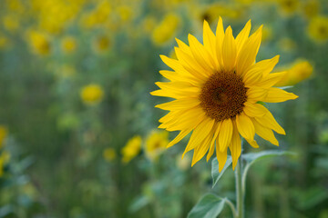 Single sunflower centered with soft blurred greenery. Detailed brown center and vivid yellow petals in natural light.