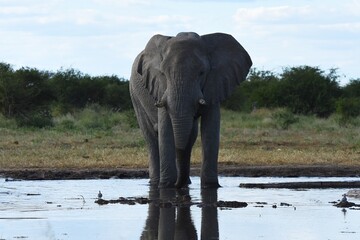 Afrikanischer Elefant (loxodonta africana) am Wasserloch Tsumcor im Etoscha Nationalpark in Namibia. 