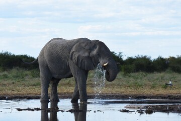 Fototapeta premium Afrikanischer Elefant (loxodonta africana) am Wasserloch Tsumcor im Etoscha Nationalpark in Namibia. 