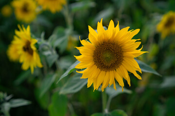 Fototapeta premium One bee working on a single sunflower head. Active pollinators share the bloom in warm daylight.