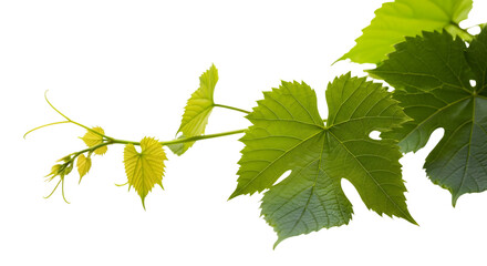 Closeup of a vibrant green grape vine branch with fresh leaves and tendrils, isolated on a transparent background