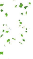 Falling four-leaf clovers on a transparent background. A vibrant St. Patrick's Day graphic resource...