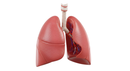 Anatomical illustration of human lungs and trachea, isolated on transparent background