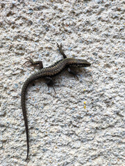 lizard on the stone