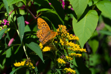 Kaisermantel Argynnis paphia Schmetterling, Edelfalter auf einem Strauch im Sonnenschein