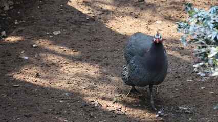 Helmeted Guineafowl (Numida meleagris) Traits: Very social, noisy, and excellent for pest control (they eat insects, including ticks).