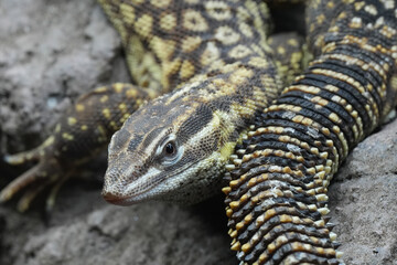 Closeup on a colorful Australian spiny-tailed or ridge-tailed monitor , Varanus acanthurus