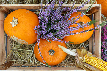 Rustic wooden box filled with pumpkins and corn on straw for Thanksgiving or Halloween